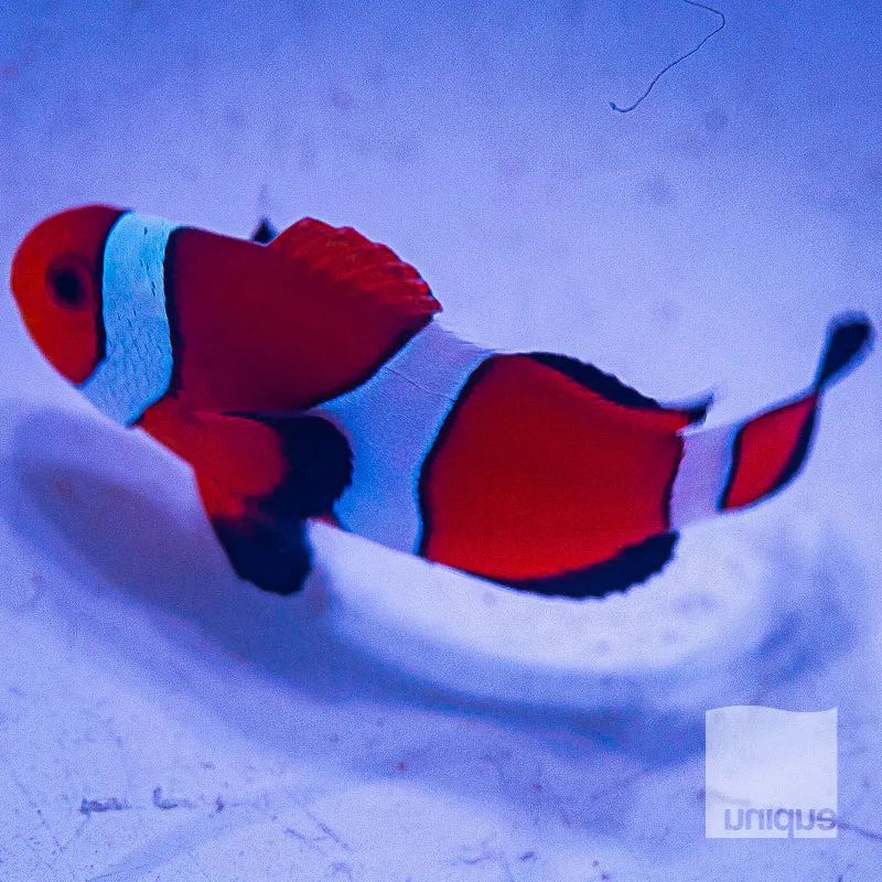 Amphiprion ocellaris Orange Ocellaris Clownfish 1 Stock Specimen