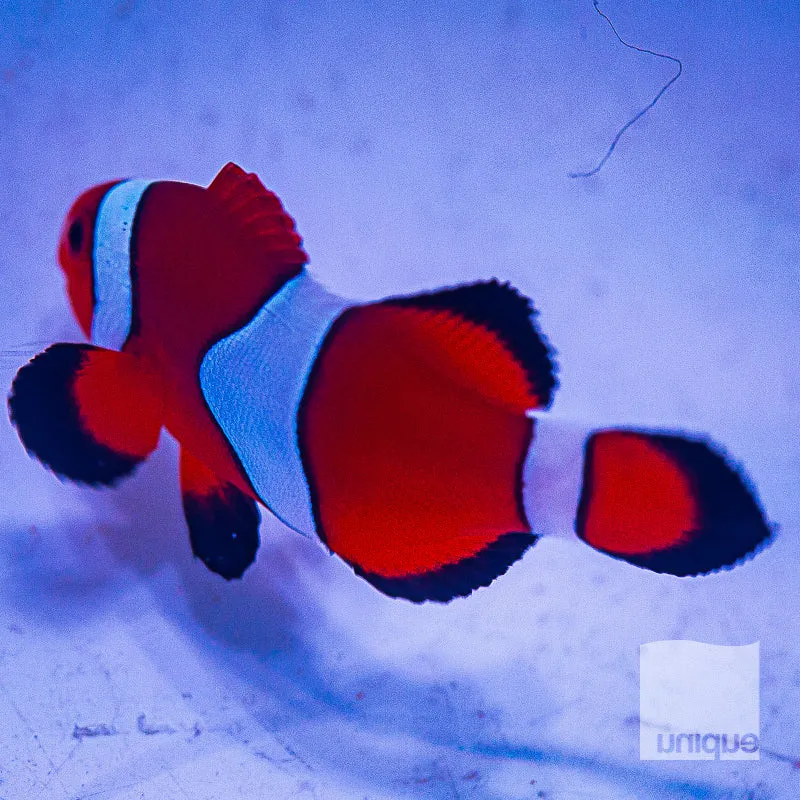 Amphiprion ocellaris Orange Ocellaris Clownfish 1 Stock Specimen