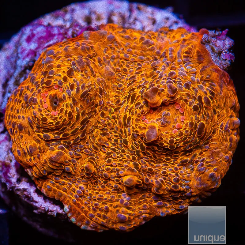 Echinophyllia sp. Metallic Orange Chalice- WYSIWYG Frag LPS