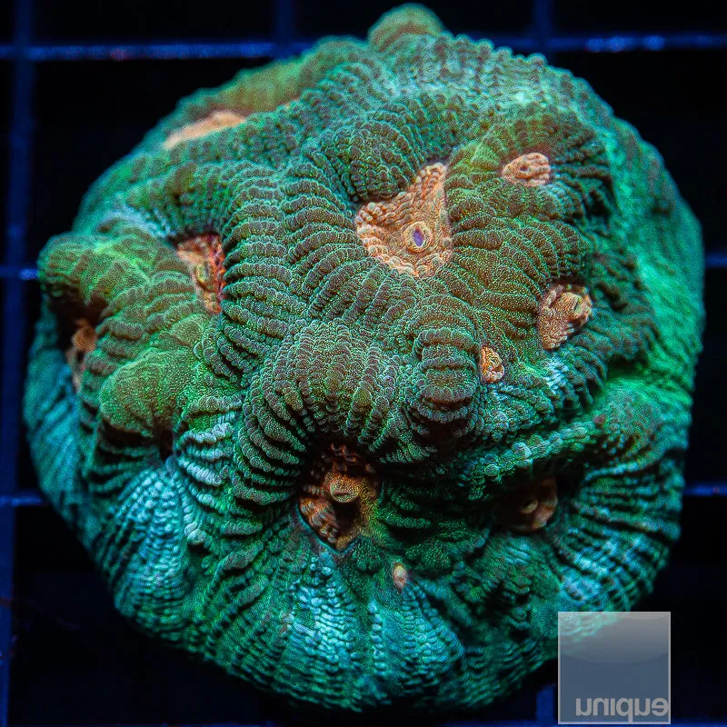 Favia sp. Orange and Blue Favia- WYSIWYG Frag LPS