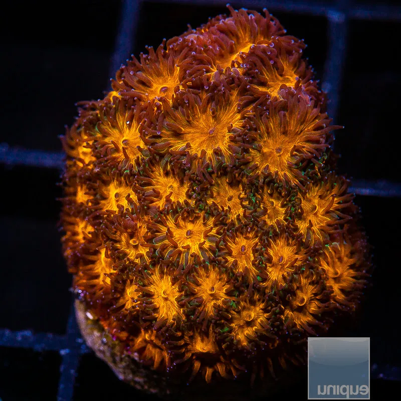 Leptastrea sp. Orange Leptastrea- WYSIWYG Frag LPS