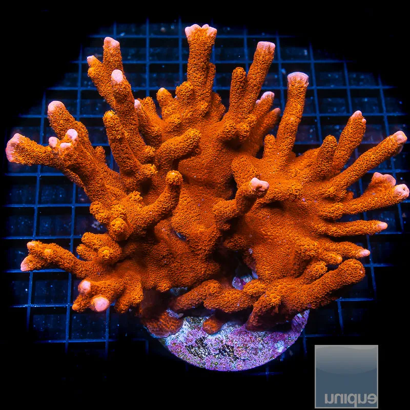 Montipora digitata sp- Burnt Orange Digitata- 3/4-1 Stock Frag