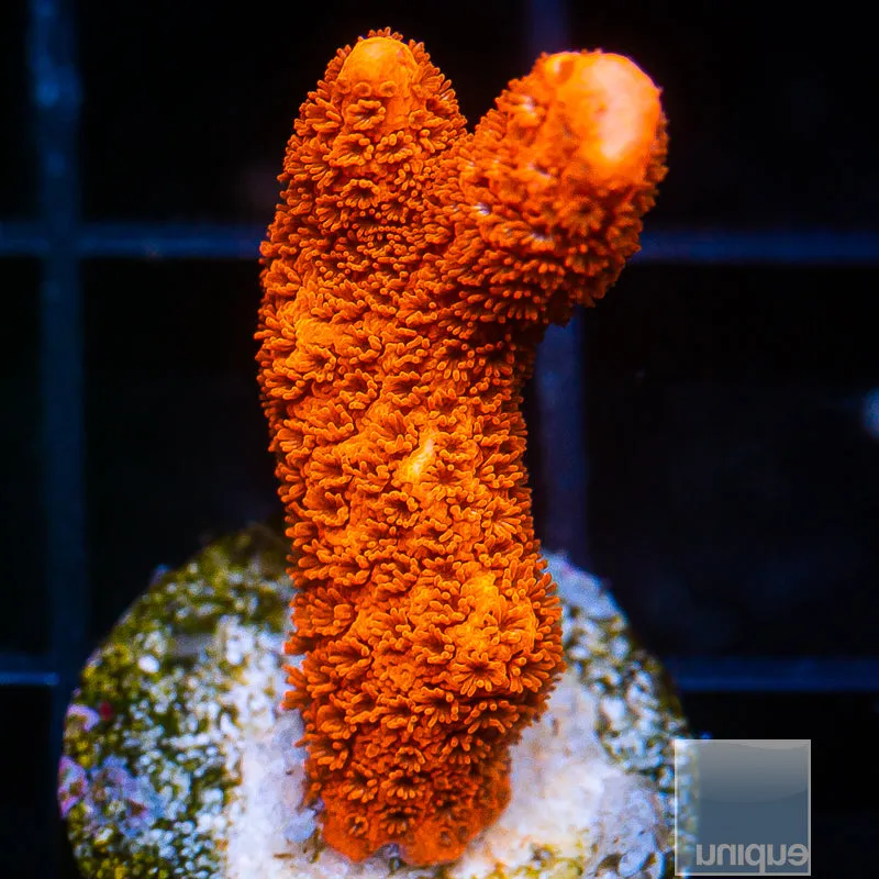 Montipora digitata sp- Burnt Orange Digitata- 3/4-1 Stock Frag