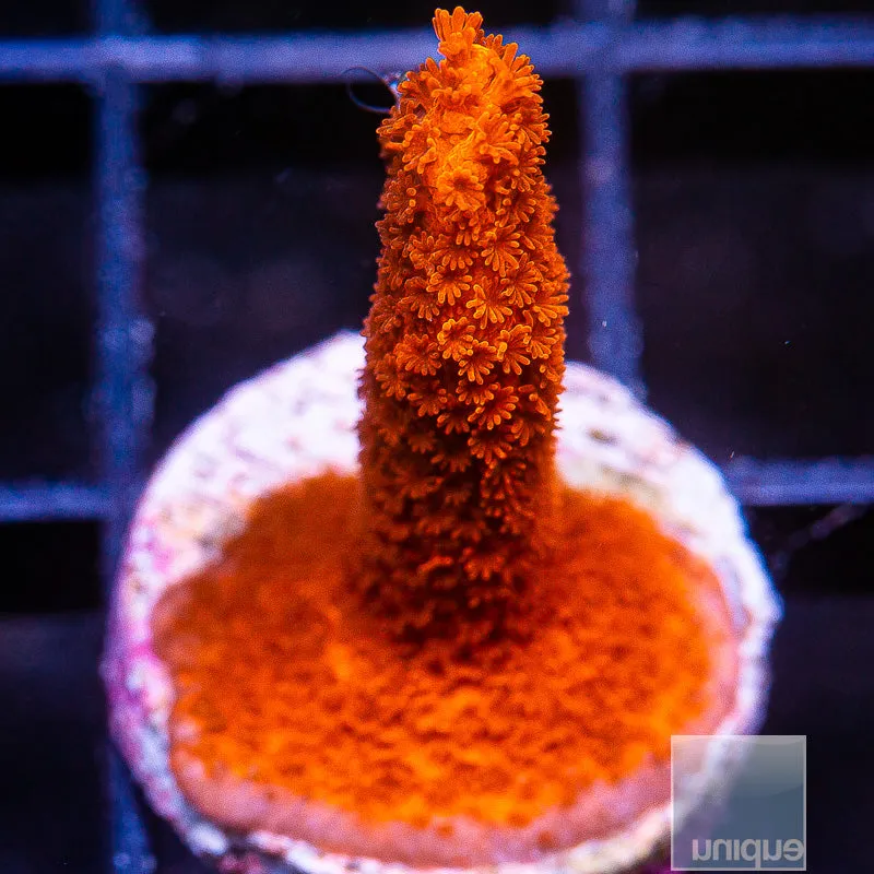 Montipora digitata sp- Burnt Orange Digitata- 3/4-1 Stock Frag