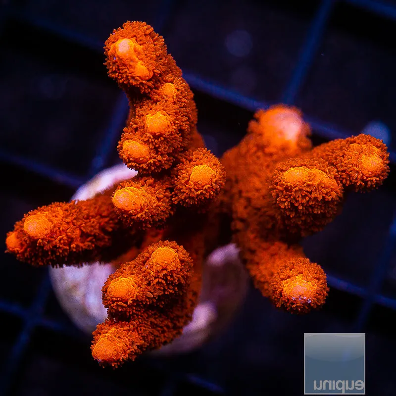 Montipora digitata sp- Burnt Orange Digitata- 3/4-1 Stock Frag